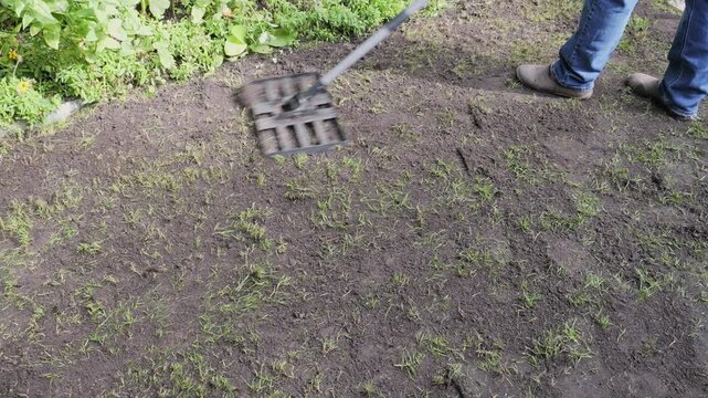 Gardener levelling top soil on a newly grass seed sown on renovated lawn with a lawn lute