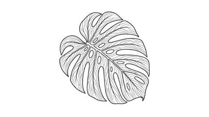 Monstera Leaf Line Art Illustration © Martabak