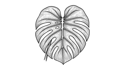 Hand Drawn Monstera Leaf Tropical Botanical Line Art Illustration © Martabak