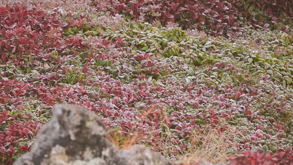 Wide landscape view of colorful alpine tundra vegetation with red and green frost-covered leaves © HABI ANGGARA PUTRA