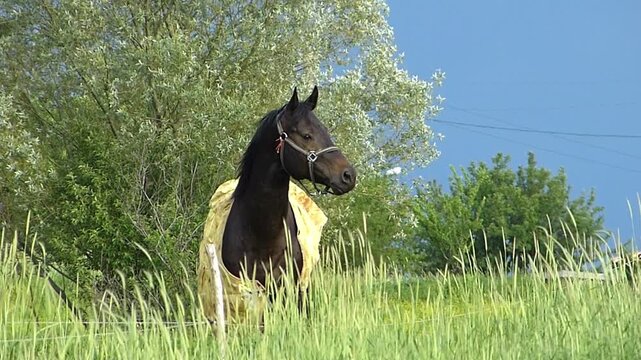 Domestic horse wearing a blanket coat standing in a green windy field under dark storm sky
