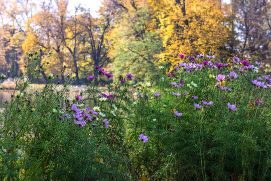 Beautiful autumn landscape in Lazienki Park, Warsaw with blooming cosmos flowers and golden foliage by the lake.
