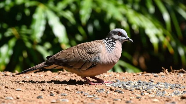 The peaceful beauty of a spotted dove enjoying a meal of seeds in a sunny garden