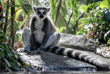 Obraz premium Lémurien catta (Lemur catta) assis sur un rocher au bord de l'eau dans une végétation tropicale