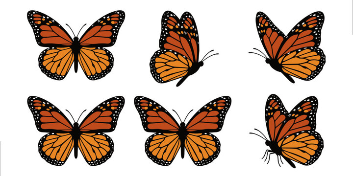 Monarch Butterfly Vector Set Orange Butterfly Angles and Flight Poses