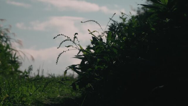 Low-angle close-up of windblown pampas grass along a cut-through road
