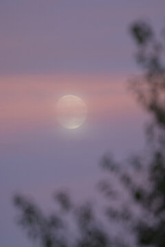 Lune des moissons lumineuse qui se d&eacute;coupe dans un ciel aux nuances roses et violettes du cr&eacute;puscule, voil&eacute;e par de fins nuages et encadr&eacute;e par la silhouette floue de la v&eacute;g&eacute;tation.   
