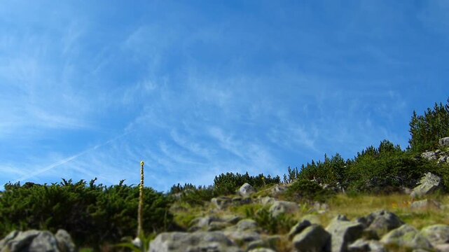 Miniature tilt shift effect of a fresh green mountain slope with rocks and yellow wildflowers under a blue sky