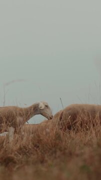 View of sheep (Ovis aries) with bell standing on grassy hill under overcast sky in Pyrenees, France. Domestic sheep herd standing on dry grassy slope under misty cloudy sky, French Alps