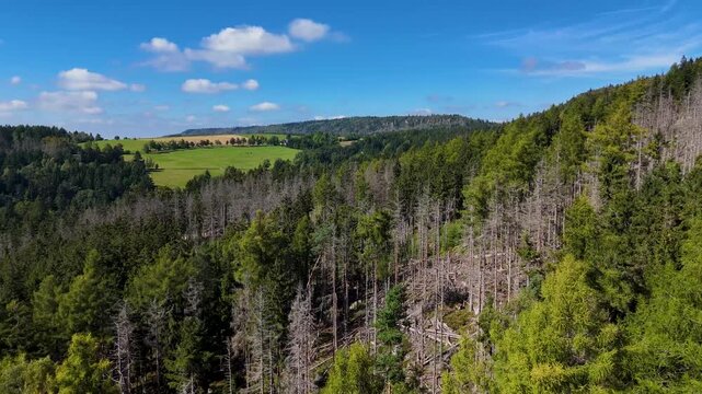 Aerial Drone Flyover of Dead Ponderosa Pine Forest in Black Hills SD