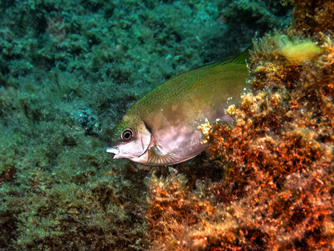  A dusky spinefoot rabbitfish swimming close to an algae covered rock on a marine reef.