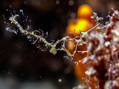 Extreme macro shot of a tiny camouflaged skeleton shrimp resting on marine vegetation.