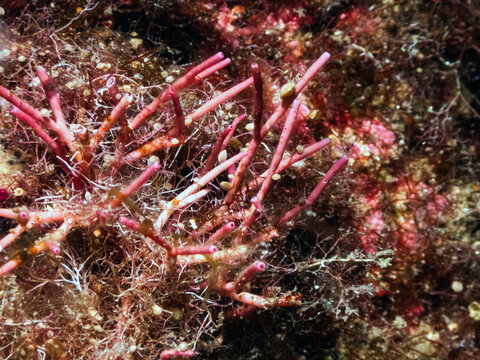 Macro shot of pink branching coralline algae growing densely on a Mediterranean rocky seabed.