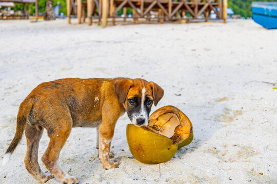 Small dog plays with coconut on the beach