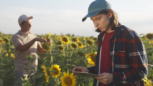 Farmer sunflower field sun. In a sunflower field, a boy examines a flower closely while a man in the background tends to another flower. The bright sunflower field creates a lively setting.