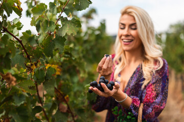 Obraz premium Woman enjoying fresh grapes while harvesting in a vineyard