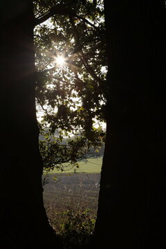 Waldrand mit Blendenstern