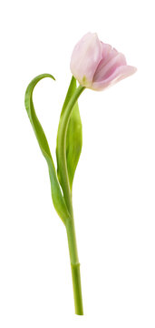 Profile view of pink tulip flower isolated