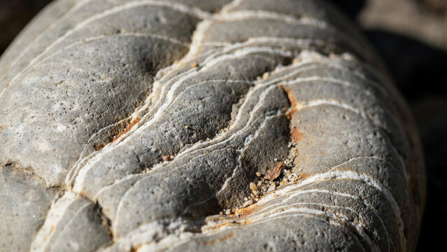 Close up view of ancient fossilized ammonite shell embedded in rock formation showing intricate patterns