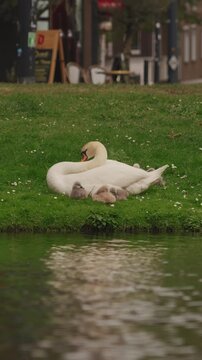 White mute swan Cygnus olor with small cygnets on green grass canal bank under sunny sky in Netherlands. Cygnus olor swan family with baby cygnets on grassy lawn near city canal with blurred traffic
