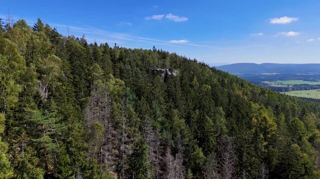 Aerial Drone Flyover of Dead Ponderosa Pine Forest in Black Hills SD