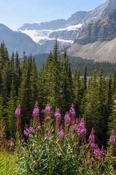 View at Crowfoot glacier on Banff national park, Canada
