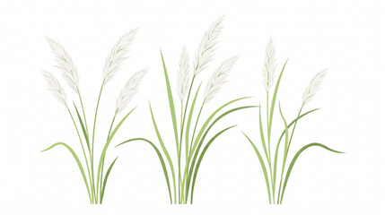 Obraz premium Vector illustration of pampas grass plants with fluffy white plumes on white background
