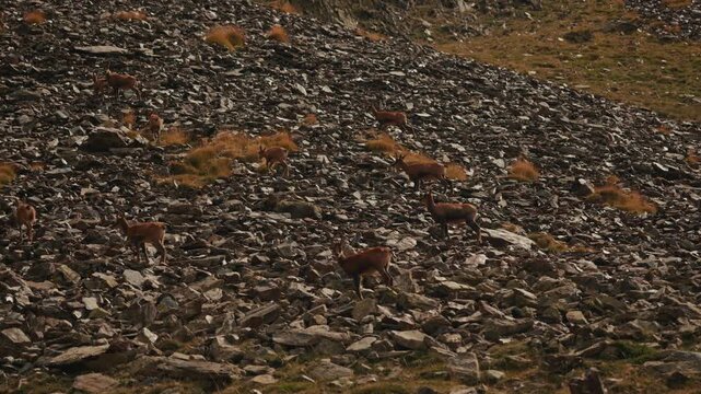 Wild chamois group traversing rocky mountain terrain in Valley of Nuria, Spain. Group of wild chamois Rupicapra pyrenaica on steep rocky slope in Pyrenees