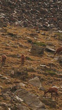Wild chamois Rupicapra pyrenaica on high altitude rocky slope in Valley of Nuria, Spain. Сhamois group foraging on stony alpine hill in Alps