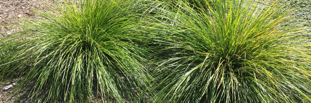 Drought resisting decorative garden grass plants