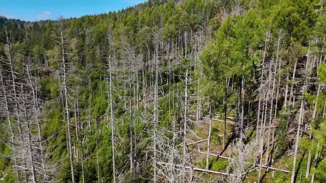 Aerial Drone Flyover of Dead Ponderosa Pine Forest in Black Hills SD