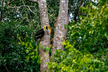 The bill and large hump are yellow. The face is black. The throat is white or yellowish-white. The body is black. The wings are black with a wide yellow stripe running down the middle of the wings. © Pluto Mc