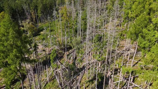 Aerial Drone Flyover of Dead Ponderosa Pine Forest in Black Hills SD