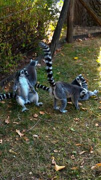 Group of Ring Tailed Lemurs Gathering in Outdoor Woodland Habitat