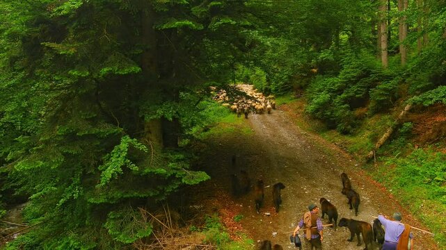 Aerial view of a shepherd walking with his flock of sheep and sheepdogs along a dirt path through a lush green forest in ROMANIA.