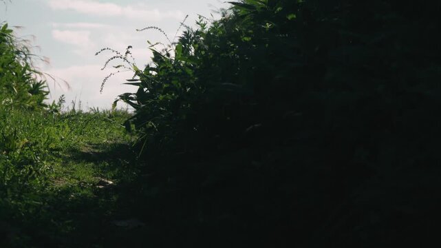 Low-angle close-up of windblown pampas grass along a cut-through road
