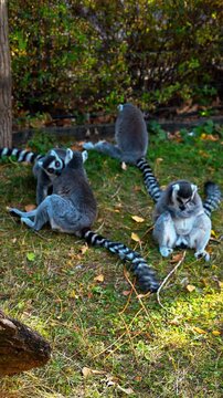 Group of Ring Tailed Lemurs Relaxing Together in Outdoor Habitat