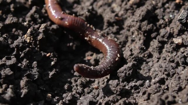 Close-up view of an earthworm moving through dark, moist soil.
