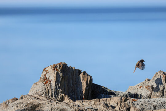 bruant chanteur sur un rocher sur le bord de la mer. Melospiza melodia