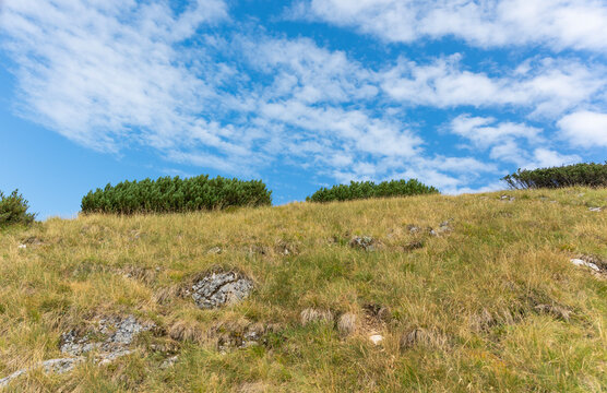 Mountain landscape alp rocks and cirrocumulus cloud. Scenic alpine slope with mountain pine and blue cirrocumulus sky. Low angle mountain hill with evergreen bush under cirrocumulus sky