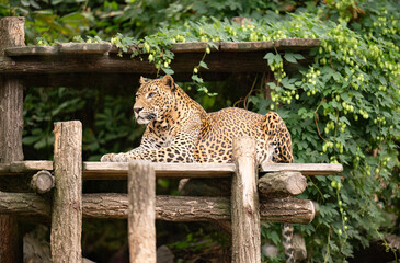 Leopard spotted leopard. Leopard or panther relax in zoo park. Spotted leopard wild animal, wildlife. Cougar animal with fur spot, jaguar © be free