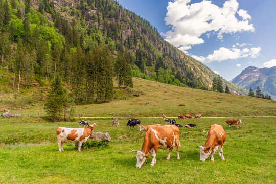 Graze in pasture. Cow in countryside. Domestic animal graze on summer farm. Rural landscape with cattle. Cows in mountain field. Cow at alps farming. Cattle at mountain landscape pasture
