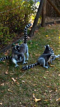 Ring Tailed Lemurs Grooming and Resting Together in Woodland Habitat