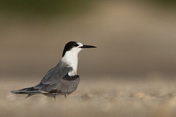 Obraz premium Closeup of a juvenile White-cheeked Tern at Tubli bay, Bahrain