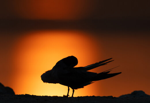 Silhouette of White-cheeked Tern preening at Tubli, Bahrain