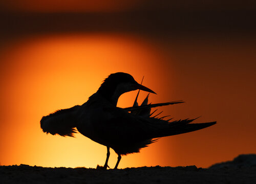 Silhouette of White-cheeked Tern preening at Tubli, Bahrain