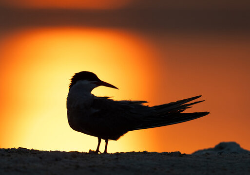 Silhouette of White-cheeked Tern preening at Tubli, Bahrain