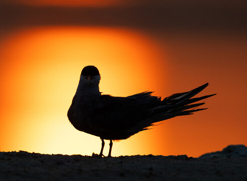 A backlit image of White-cheeked Tern preening at Tubli, Bahrain
