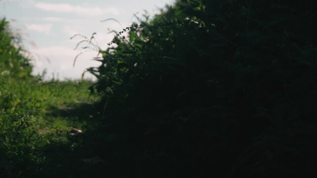 Low-angle close-up of windblown pampas grass along a cut-through road
