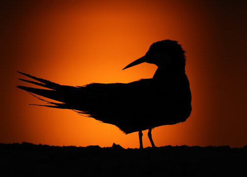 A backlit image of White-cheeked Tern preening at Tubli, Bahrain